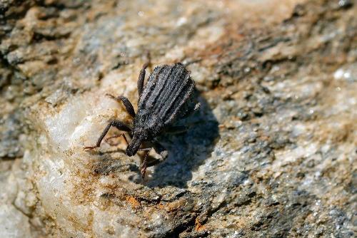 Dichotrachelus sp.